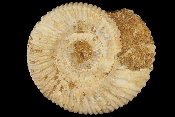 Perisphinctes Ammonite - Jurassic #100259